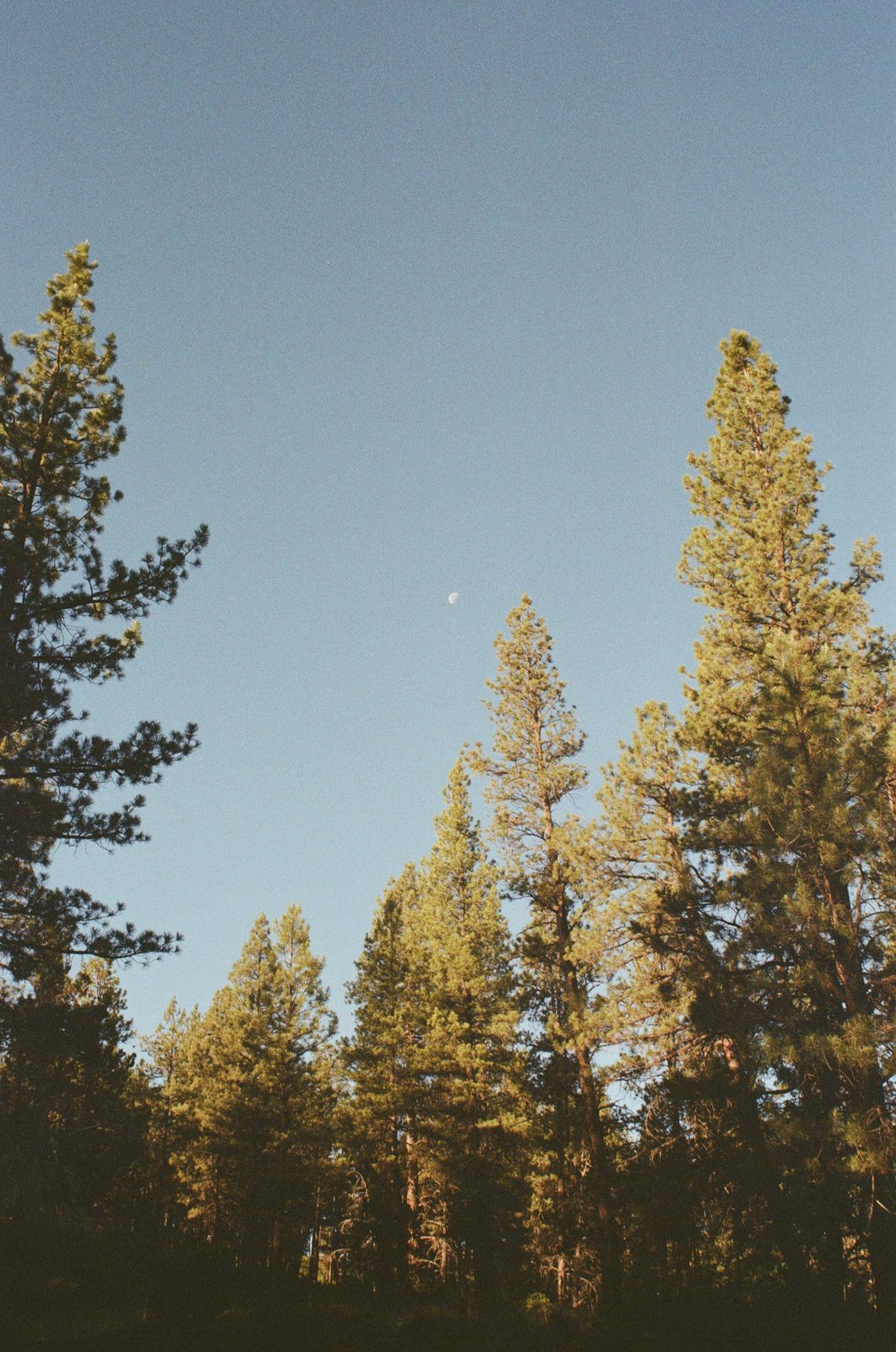 Pines Moonrise